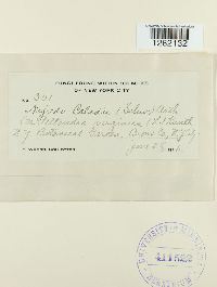 Uromyces caladii image