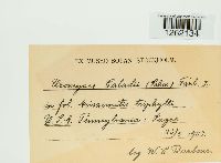 Uromyces caladii image