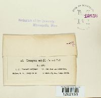 Uromyces caladii image