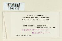 Uromyces caladii image