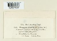 Uromyces caladii image