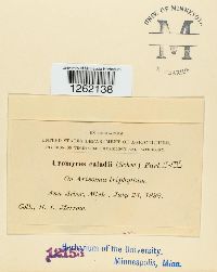 Uromyces caladii image