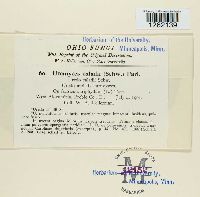 Uromyces caladii image