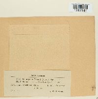 Uromyces caladii image