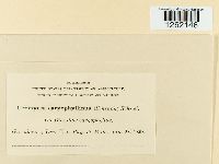 Uromyces dianthi image