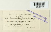 Uromyces dianthi image