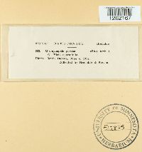 Uromyces coloradensis image