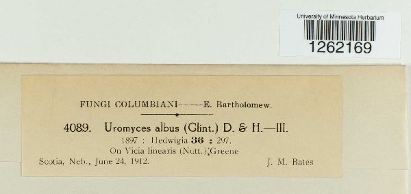 Uromyces coloradensis image