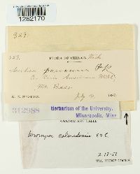 Uromyces coloradensis image