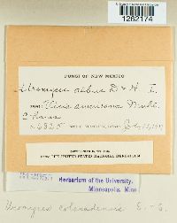 Uromyces coloradensis image