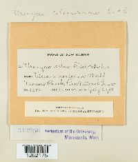 Uromyces coloradensis image