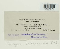 Uromyces coloradensis image