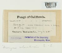 Uromyces coloradensis image