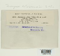 Uromyces coloradensis image