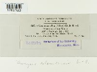 Uromyces coloradensis image