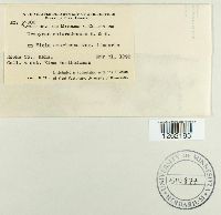 Uromyces coloradensis image