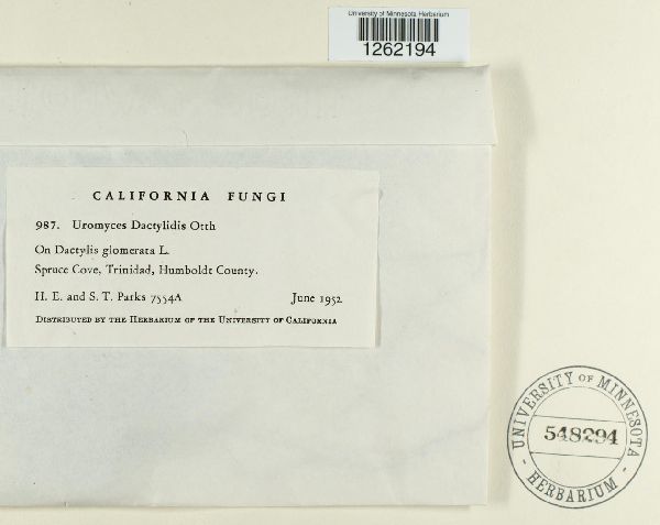Uromyces dactylidis image