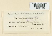 Uromyces dactylidis image