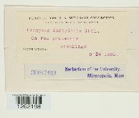 Uromyces dactylidis image