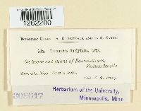 Uromyces dactylidis image