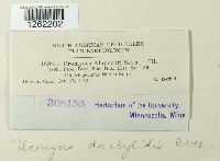 Uromyces dactylidis image