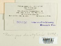 Uromyces dactylidis image