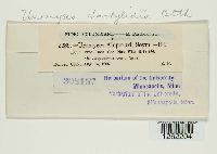 Uromyces dactylidis image