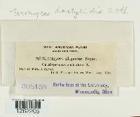 Uromyces dactylidis image