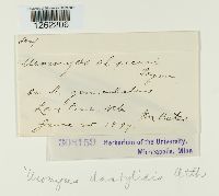 Uromyces dactylidis image