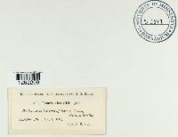 Uromyces dactylidis image