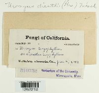 Uromyces dianthi image