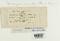 Uromyces dianthi image