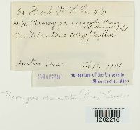 Uromyces dianthi image