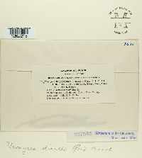 Uromyces dianthi image