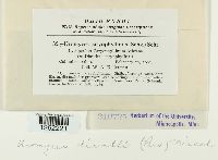 Uromyces dianthi image