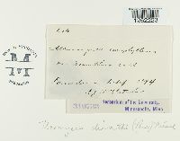 Uromyces dianthi image