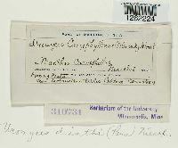 Uromyces dianthi image