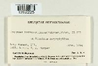 Uromyces dianthi image