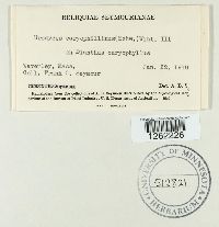 Uromyces dianthi image