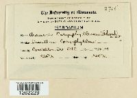 Uromyces dianthi image