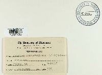 Uromyces dianthi image