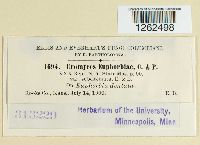 Uromyces euphorbiae image