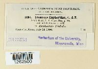 Uromyces euphorbiae image