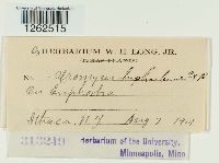 Uromyces euphorbiae image