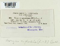 Uromyces euphorbiae image