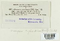 Uromyces euphorbiae image