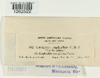 Uromyces euphorbiae image