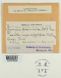 Uromyces euphorbiae image