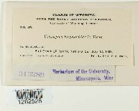 Uromyces euphorbiae image