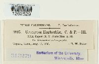 Uromyces euphorbiae image